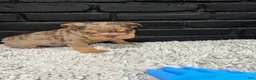 English Bulldog dogs for sale: Juice  - Ad 3