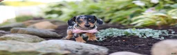 Miniature Dachshund dogs for sale: Stella - Ad 3
