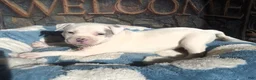 American Bully dogs for sale: "DOLLY PARTON" - Ad 2