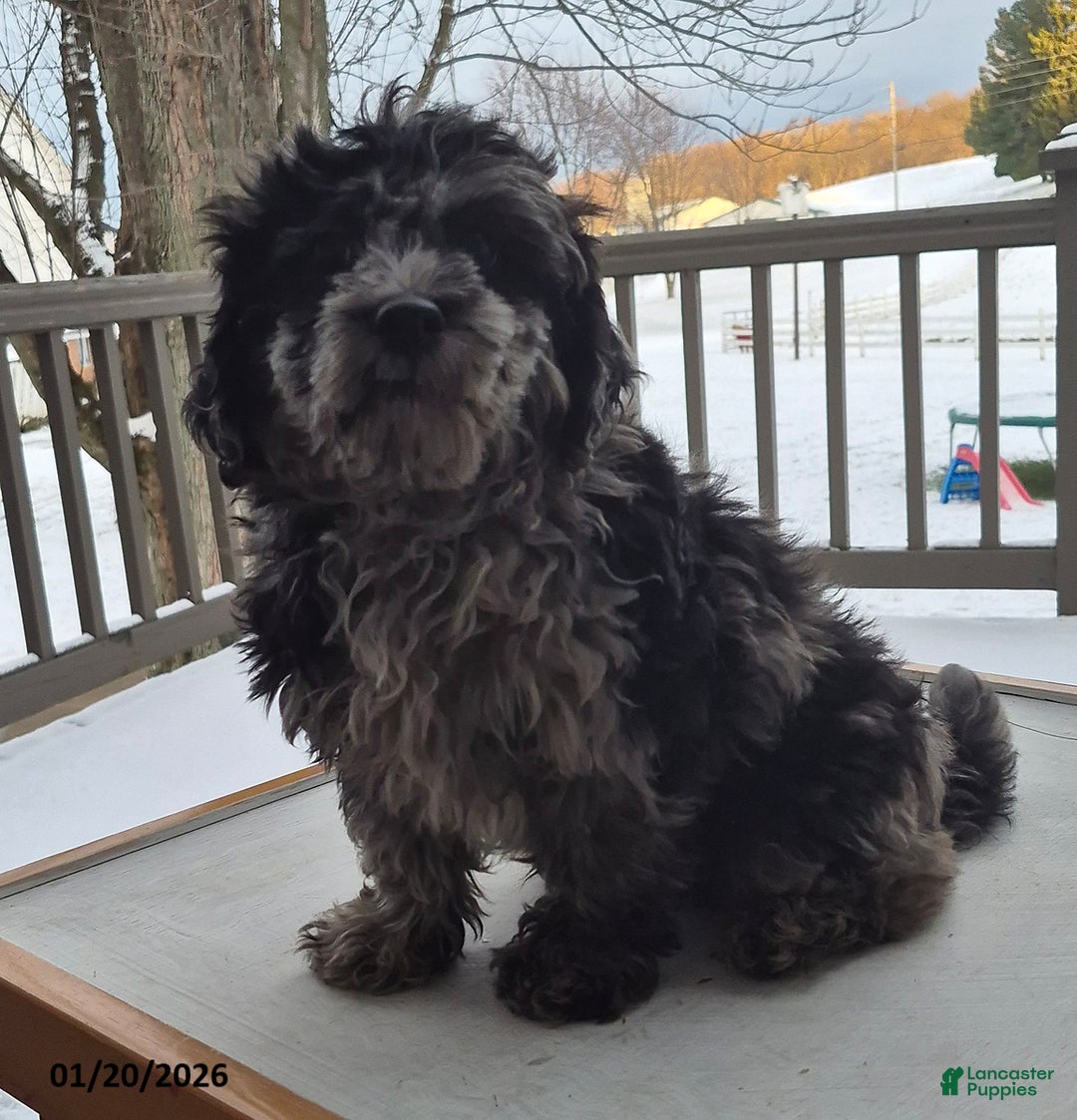 Mixed Breed dogs for sale: Trevor - Ad 3