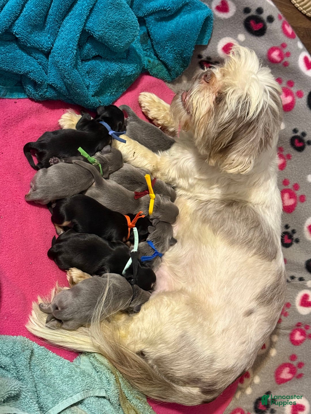 Shih Tzu dogs for sale: Maroon Collar - Ad 1