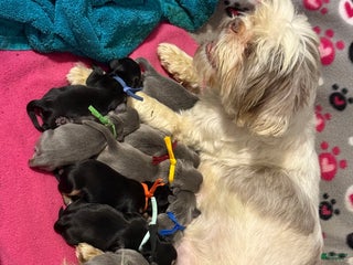 Shih Tzu dogs Maroon Collar - Ad 19