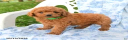 Miniature Labradoodle dogs for sale: Duchess - Ad 3