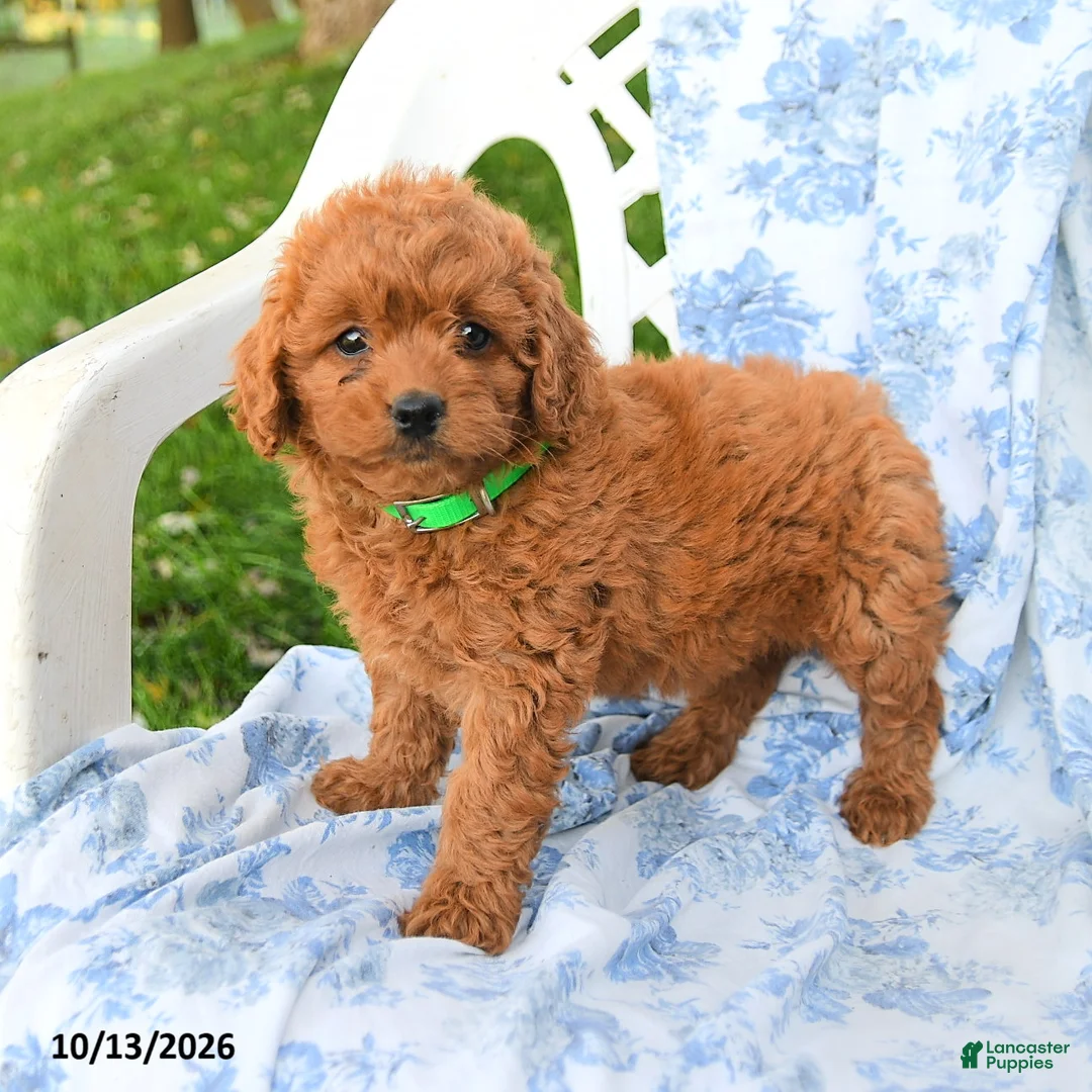 Miniature Labradoodle dogs for sale: Duchess - Ad 3