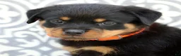 Rottweiler dogs for sale: Tango - Ad 6