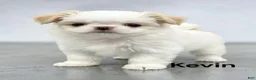 Japanese Chin dogs for sale: Kevin - Ad 1