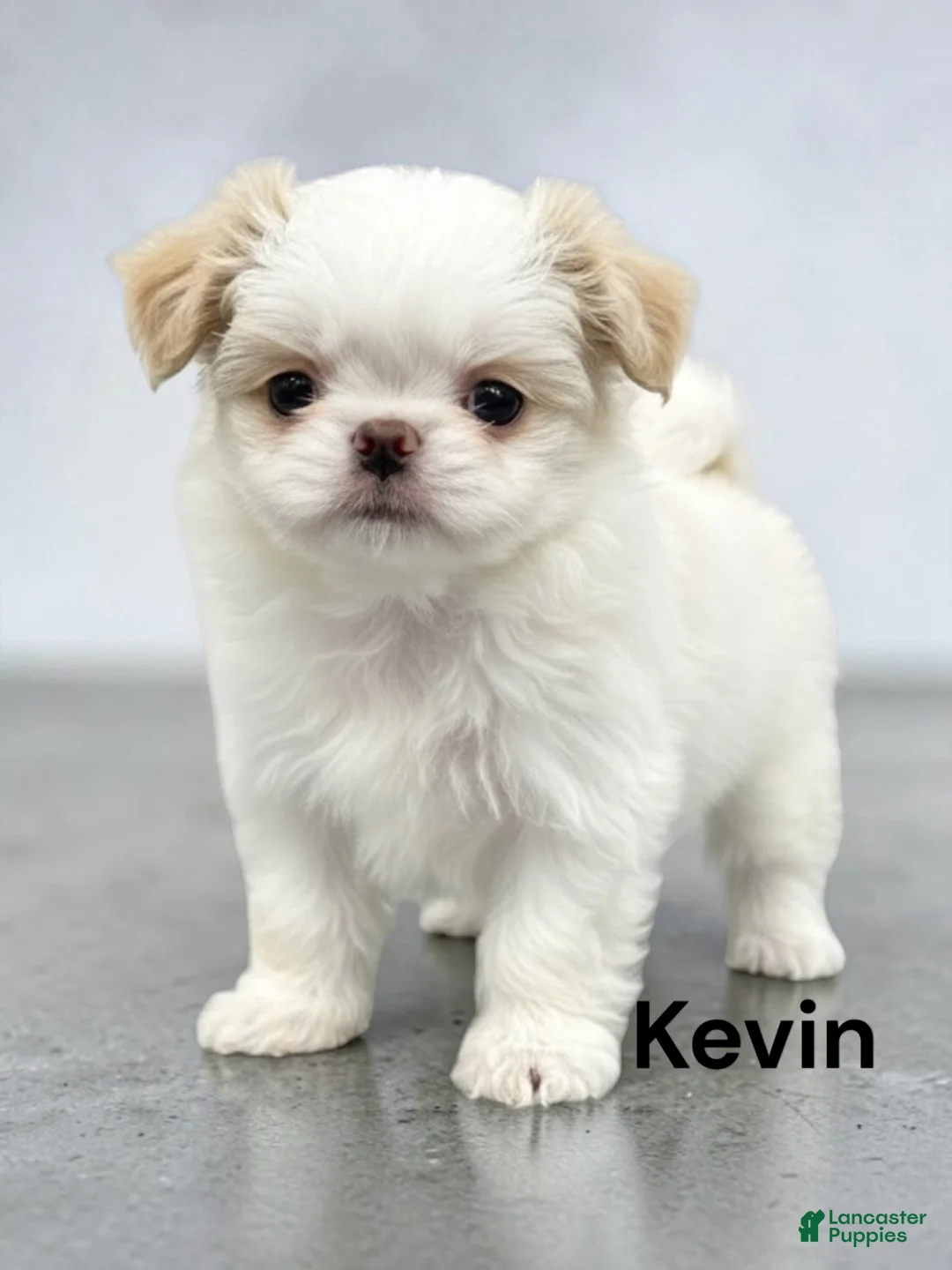 Japanese Chin dogs for sale: Kevin - Ad 1