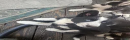 Siberian Husky dogs for sale: Skye - Ad 11