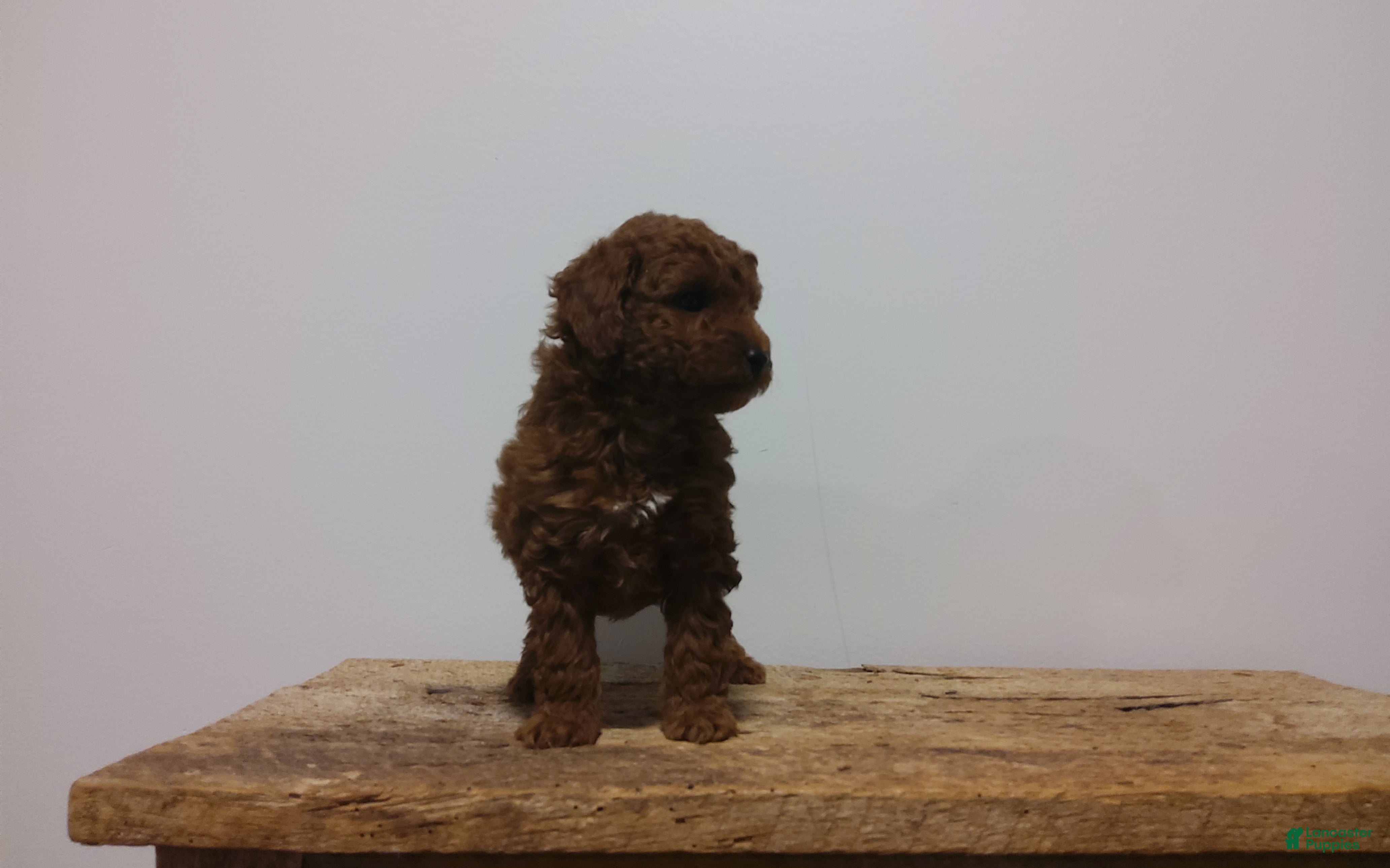 Miniature Poodle dogs Miniature Poodle Puppy 4 - Ad 31