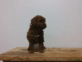 Miniature Poodle dogs Miniature Poodle Puppy 4 - Ad 38