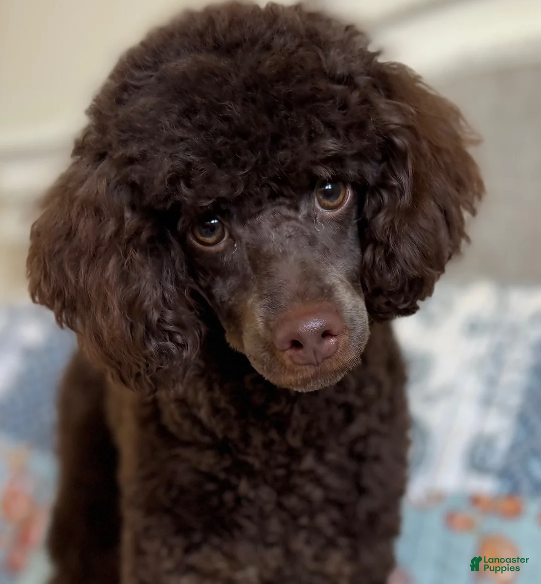 Miniature Poodle dogs for sale: Phineas - Ad 2