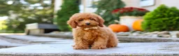 Miniature Poodle dogs for sale: Greyson - Ad 5