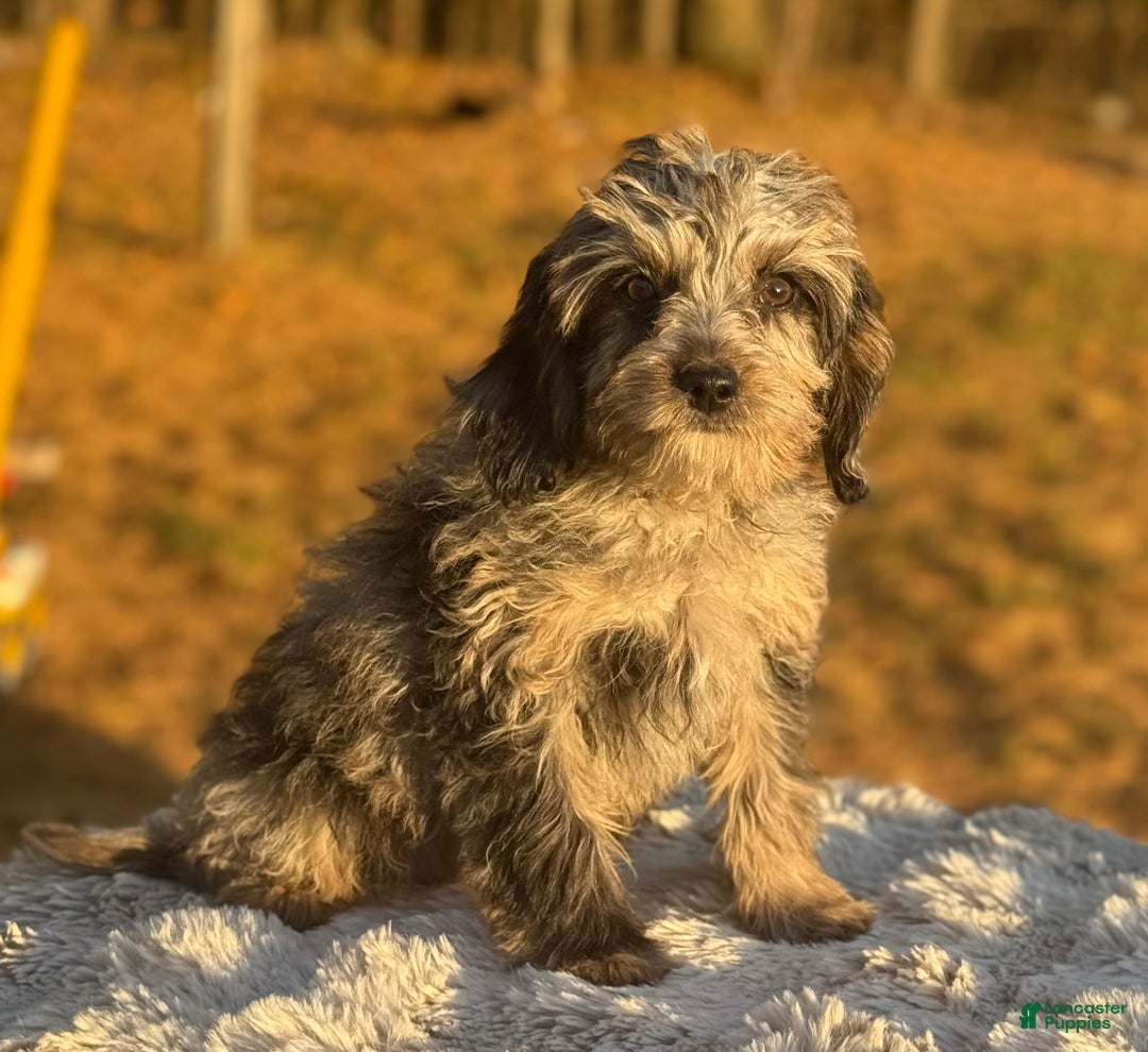 Cavapoo dogs for sale: Sasha - Ad 14