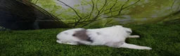 Miniature Australian Shepherd dogs for sale: Harriett - Ad 5