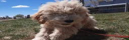 Cockapoo dogs for sale: Grover - Ad 2
