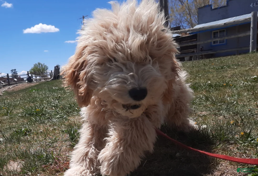 Cockapoo dogs for sale: Grover - Ad 2
