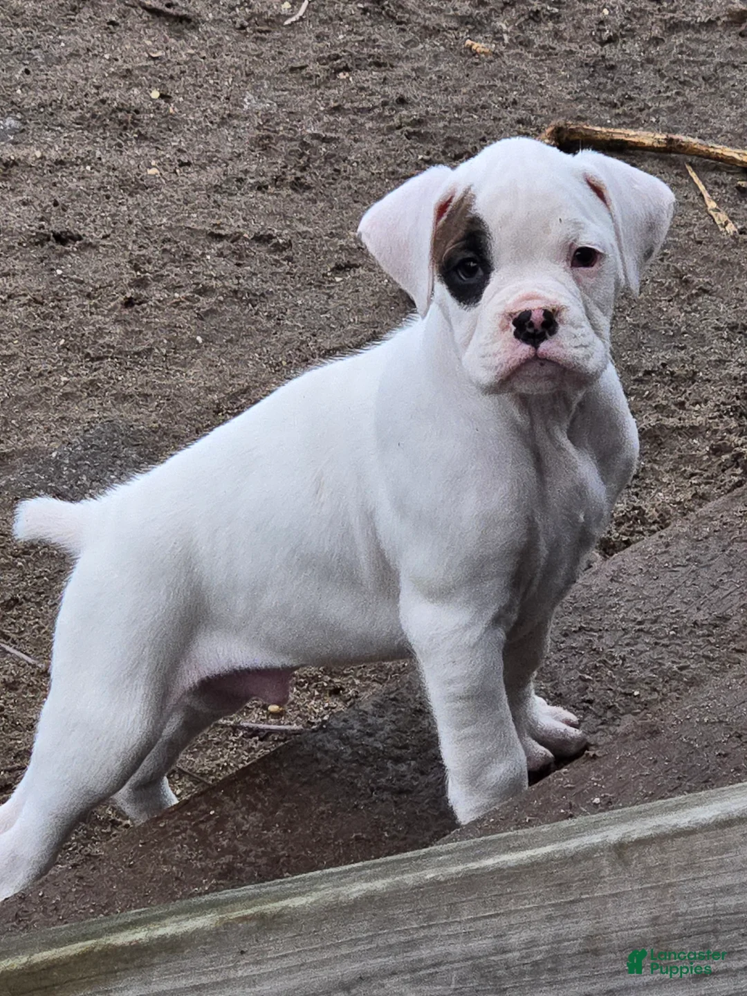 Boxer dogs for sale: Jimmy - Ad 13