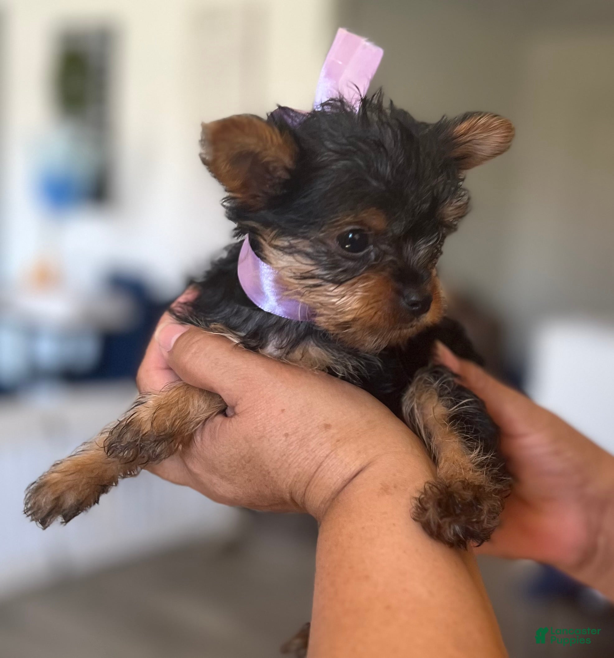 Yorkshire Terrier dogs Yorkshire Terrier Puppy 1 - Ad 1