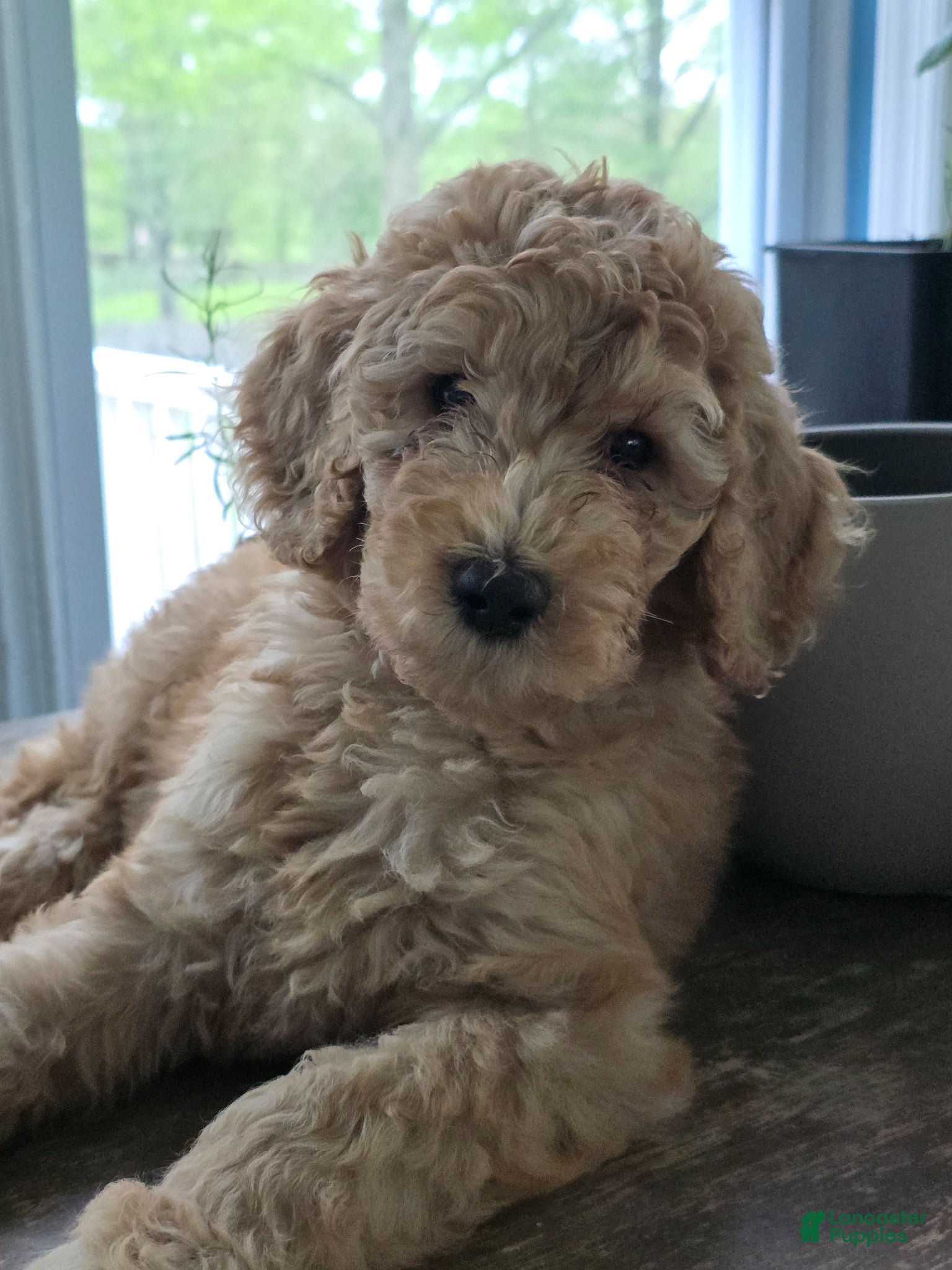 Goldendoodle dogs Tito - Ad 27