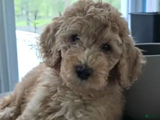 Goldendoodle dogs Tito - Ad 27