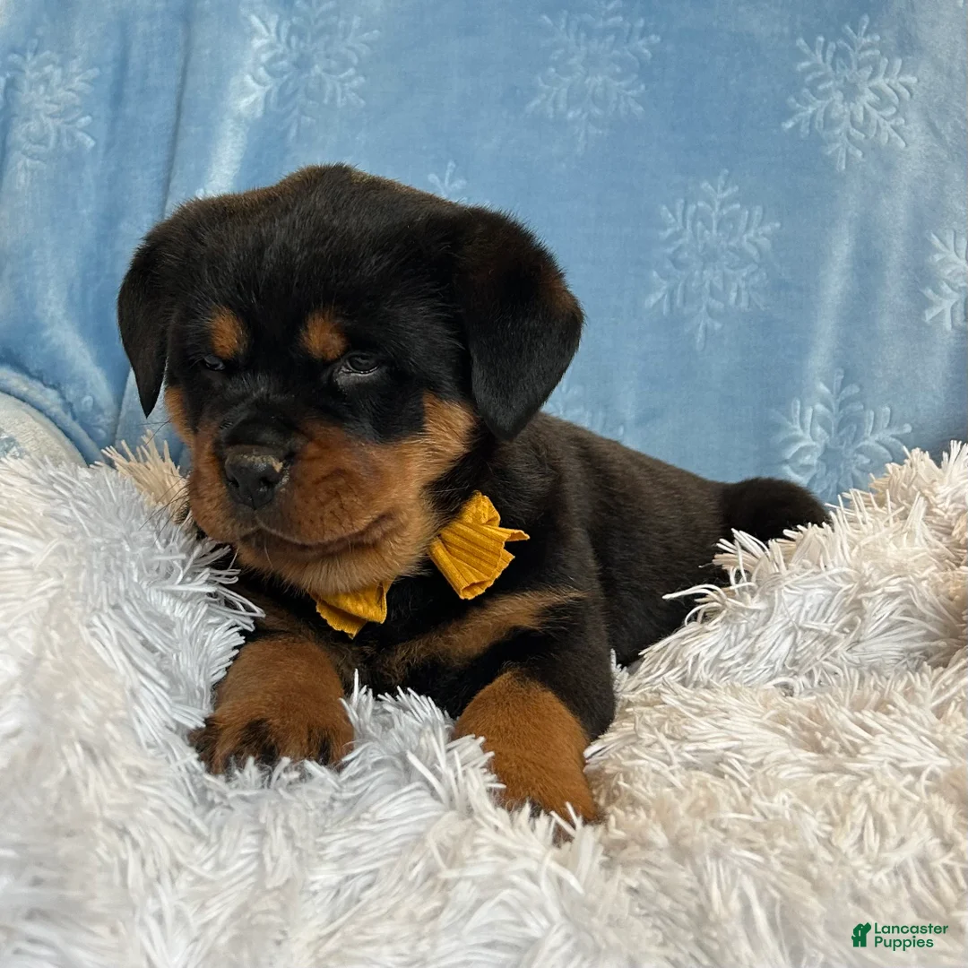 Rottweiler dogs for sale: Sidney - Ad 5