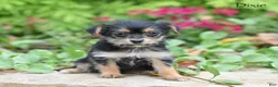 Morkie dogs for sale: Dixie - Ad 4