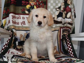 Mixed Breed dogs Annie - Ad 5