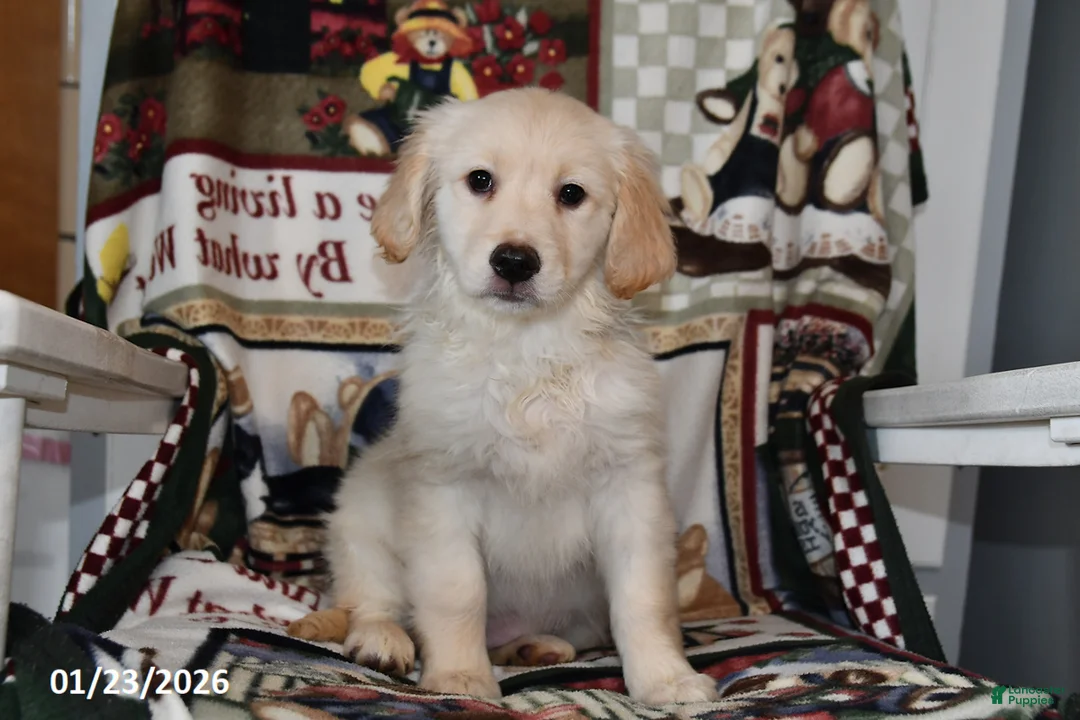 Mixed Breed dogs for sale: Annie - Ad 1