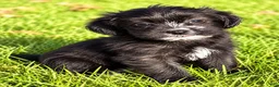 Shihpoo dogs for sale: Benji - Ad 4