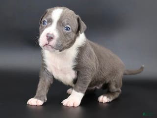 American Bully dogs Velvet - Ad 21