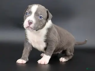 American Bully dogs Velvet - Ad 41