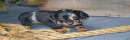 Dachshund dogs for sale: Trixie - Ad 3