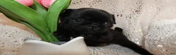Pug dogs for sale: Pug 4 Megan - Ad 4
