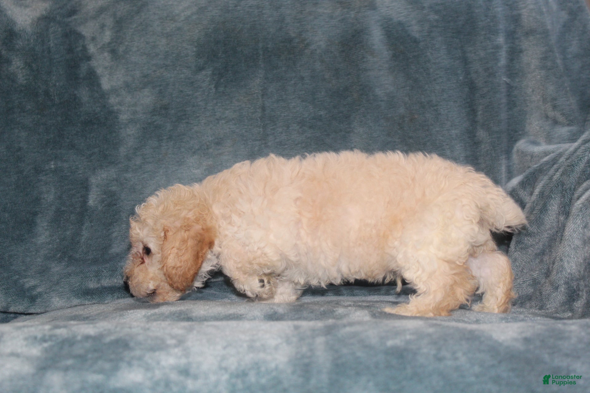Miniature Poodle dogs Sammie  - Ad 2