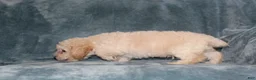 Miniature Poodle dogs for sale: Sammie  - Ad 2
