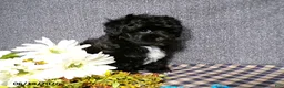 Havapoo dogs for sale: Cory - Ad 6