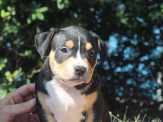 American Bully dogs - Ad 19