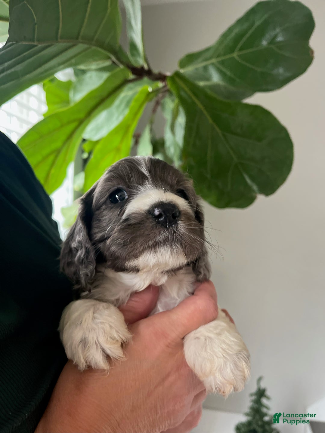 Cockapoo dogs for sale: Fir - Ad 3