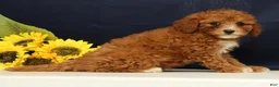 Cavapoo dogs for sale: Carnation - Ad 5