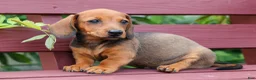 Miniature Dachshund dogs for sale: Snoopy💙 - Ad 13