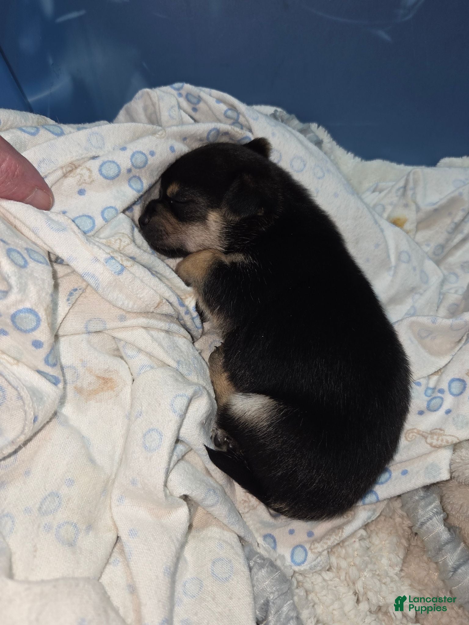 Pomchi dogs Pomchi 2 - Ad 15