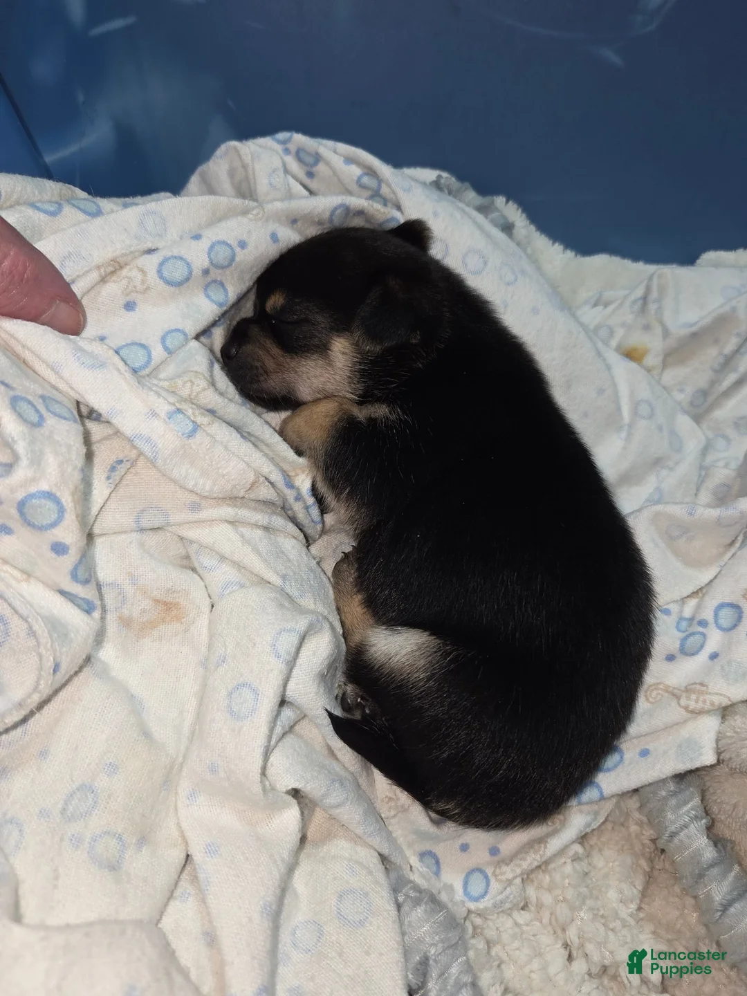 Pomchi dogs for sale: Pomchi 2 - Ad 1
