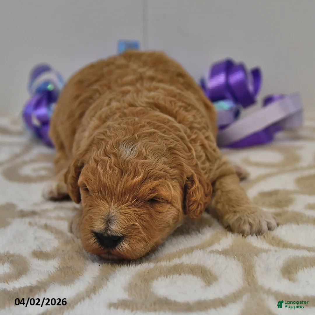 Mini Goldendoodle dogs for sale: Shadow - Ad 1