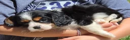 Cavalier King Charles Spaniel dogs for sale: Oscar - Ad 8