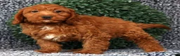Cavapoo dogs for sale: Mia - Ad 3