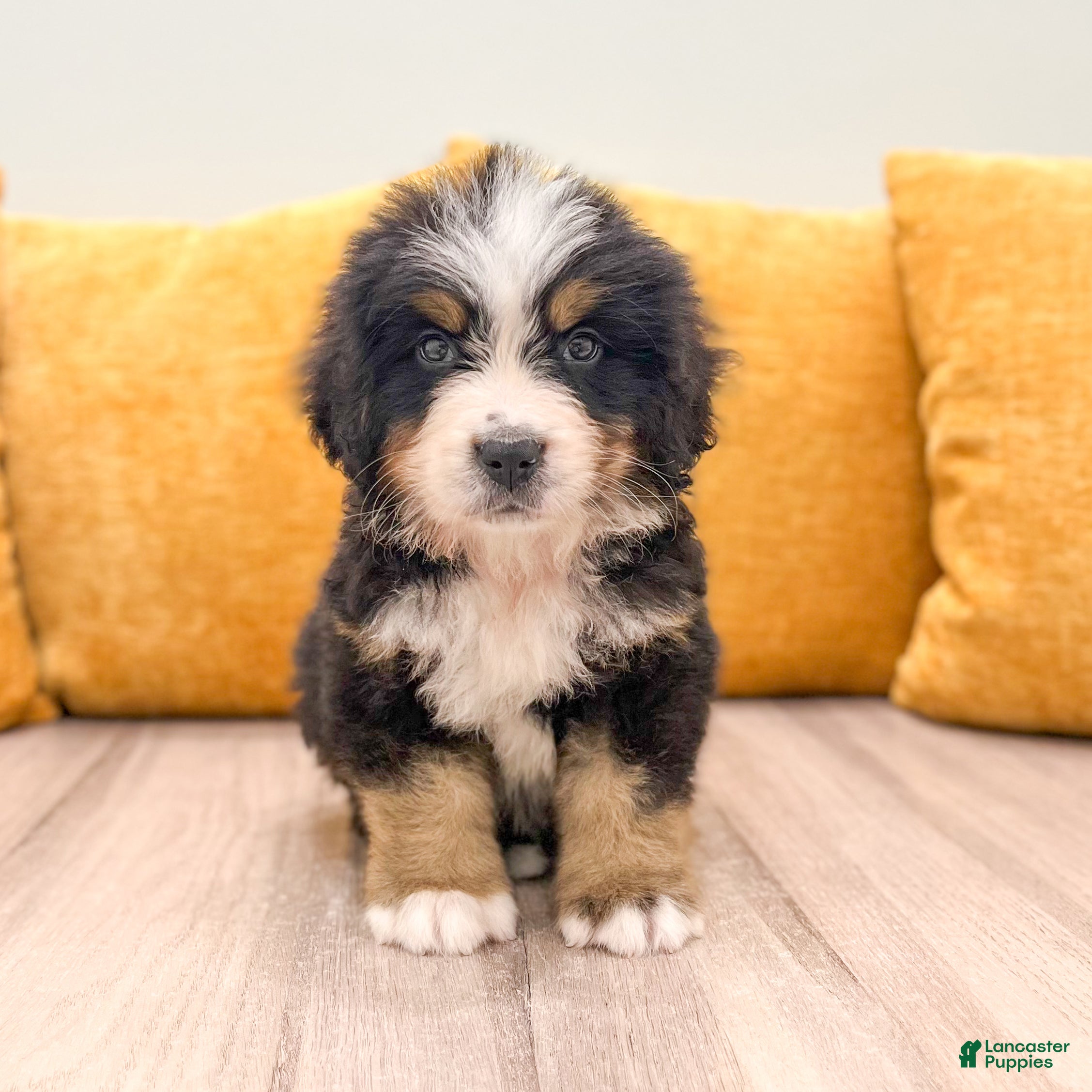 Bernese Mountain Dog dogs King - Ad 1