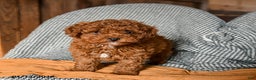 Cavapoo dogs for sale: Custard - Ad 1