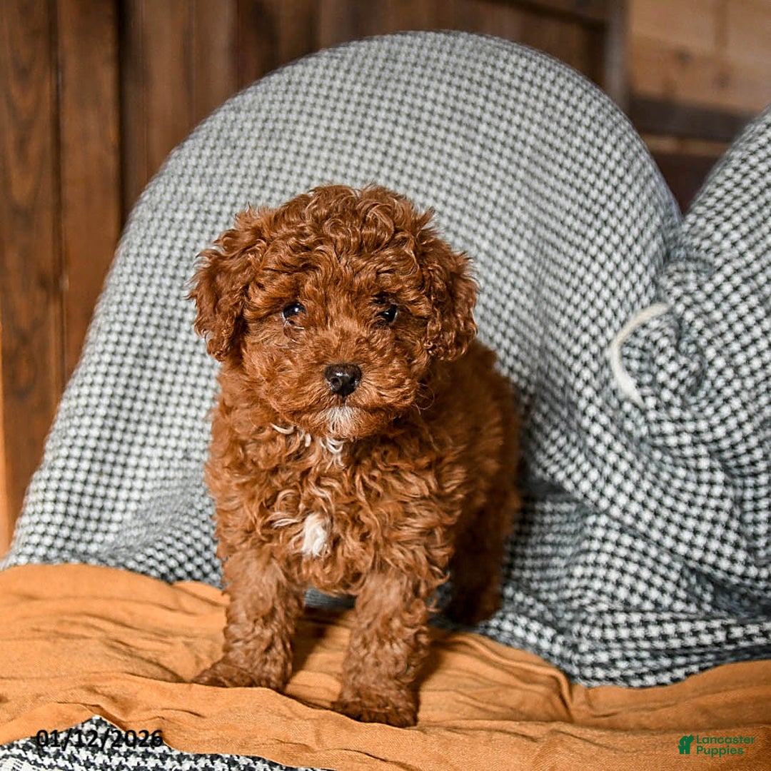 Cavapoo dogs for sale: Custard - Ad 1