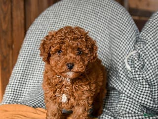 Cavapoo dogs Custard - Ad 3