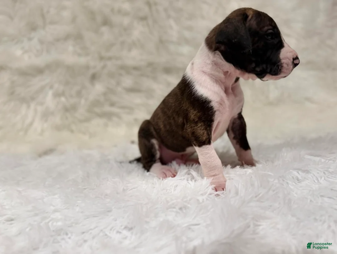 Great Dane dogs for sale: Baby Buck - Ad 7